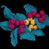 English Holly Crochet Pattern 1 Collection of Clematis Crochet Pattern