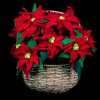 Poinsettia Holiday Décor Crochet Pattern 1 Poinsettia Holiday Décor Crochet Pattern