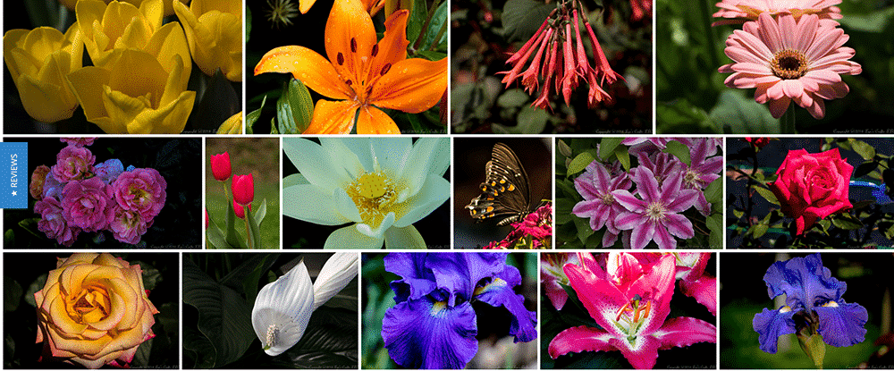 More new galleries and other news 10 flower gallery