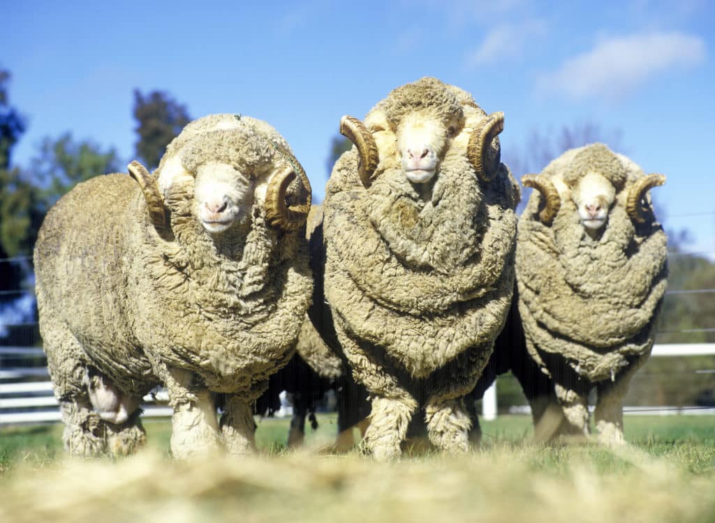 What are the benefits of Merino yarn? 2 MerinoSheep scaled