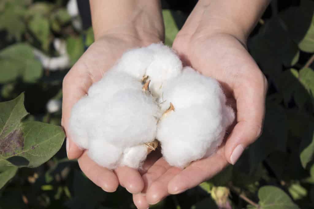 Cotton yarn, 7 cool things you need to know about everyone's favorite yarn 2 iStock 1050886390 scaled