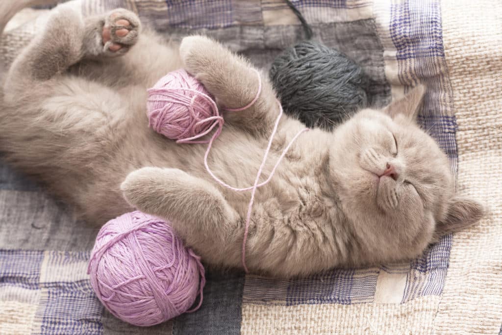 Wool Yarn, Top 5 things you should know about it 9 Kitten with Wool Yarn