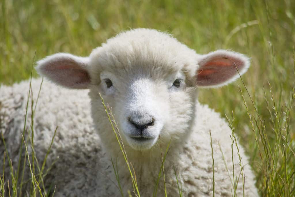 Wool Yarn, Top 5 things you should know about it 2 iStock 1250087219 scaled