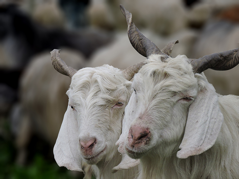cashmere goats 800 x 600
