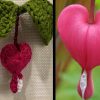 Bleeding Heart Crochet Pattern 1 Bleeding Heart Crochet Pattern